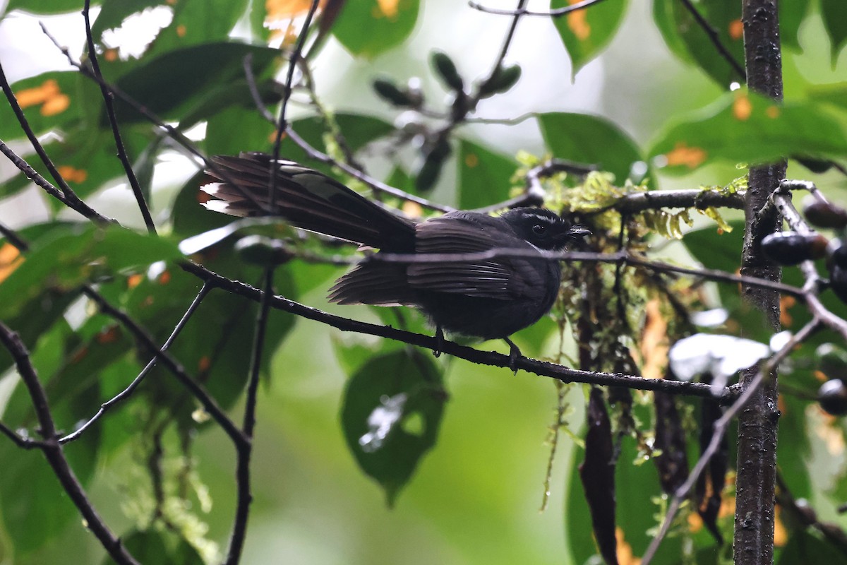 White-throated Fantail - ML626579223