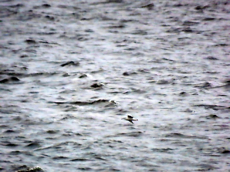 Bonaparte's Gull - ML626579247
