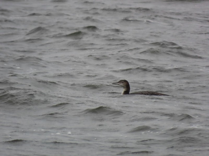 Common Loon - ML626579251