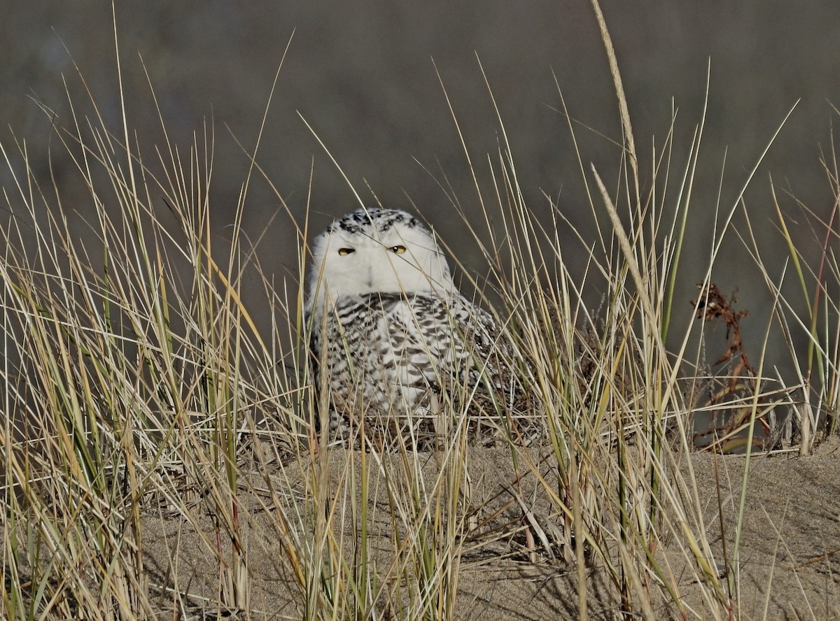 Snowy Owl - ML626579276