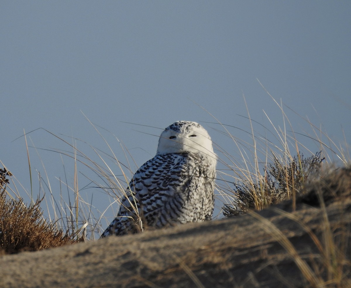 Snowy Owl - ML626579280