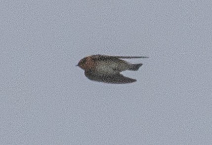 Cave Swallow - ML626579325