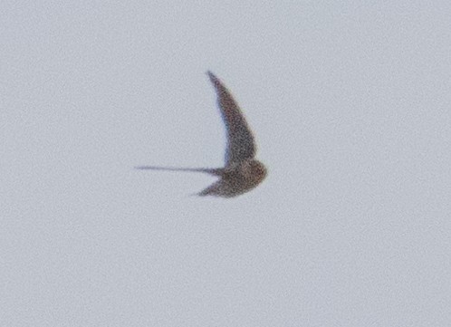 Cave Swallow - ML626579346