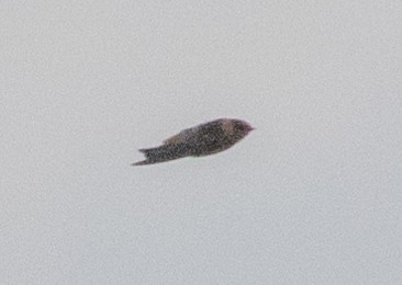 Cave Swallow - ML626579372