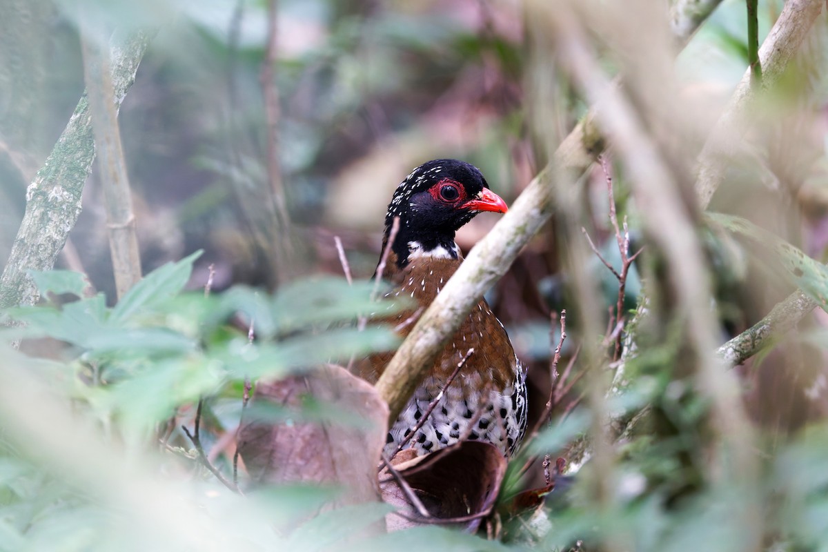 Red-billed Partridge - ML626579383