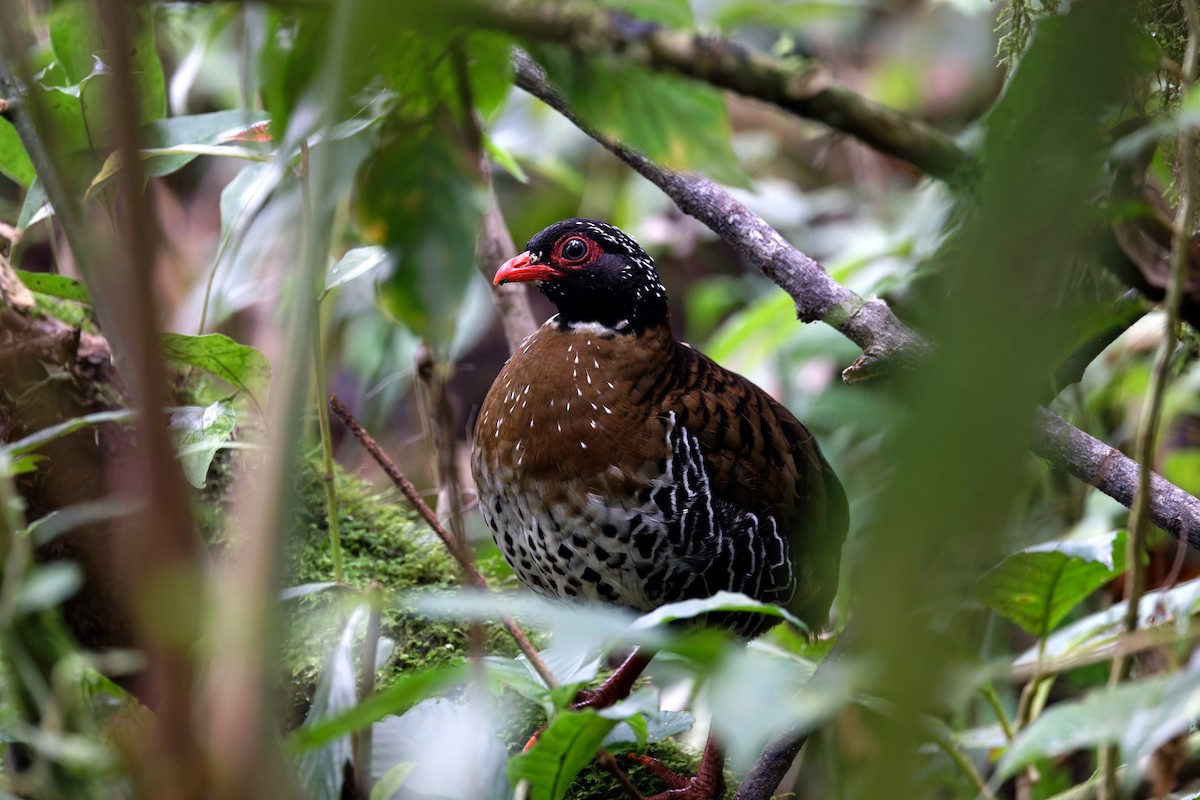 Red-billed Partridge - ML626579384