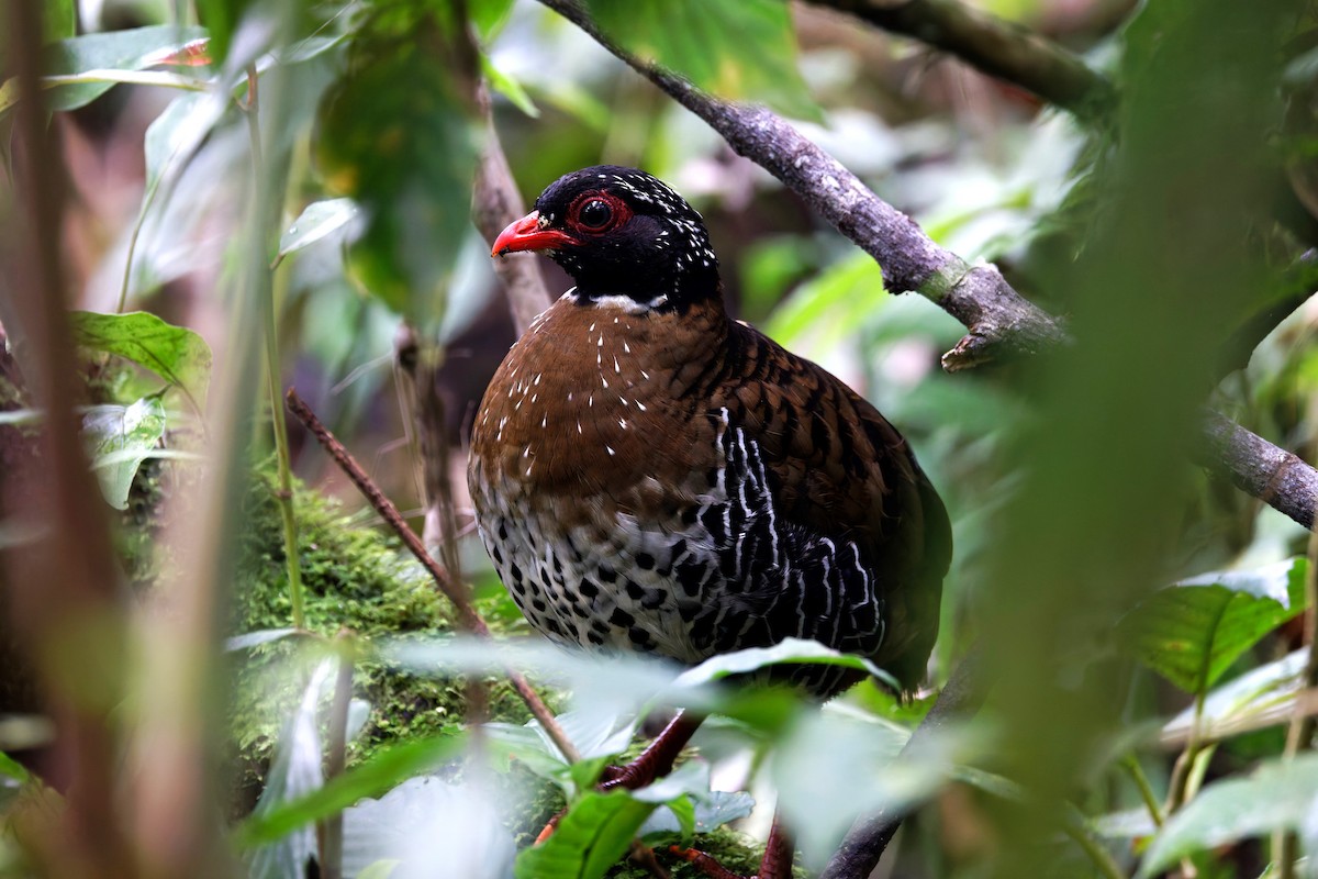 Red-billed Partridge - ML626579387