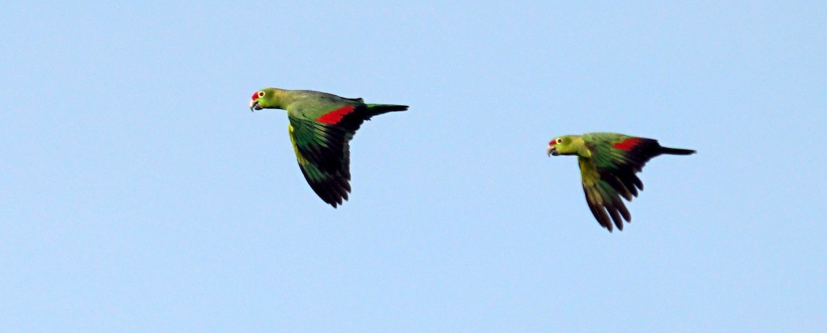 Red-lored Amazon (Diademed) - ML626579521