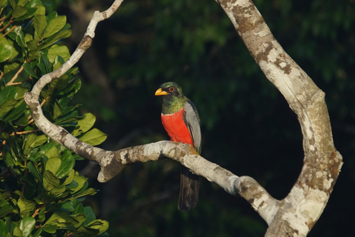 Black-tailed Trogon - ML626579533