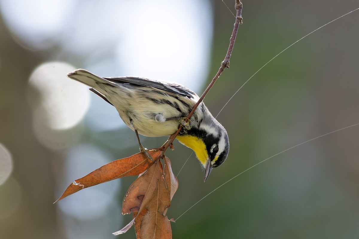 Yellow-throated Warbler - ML626579544