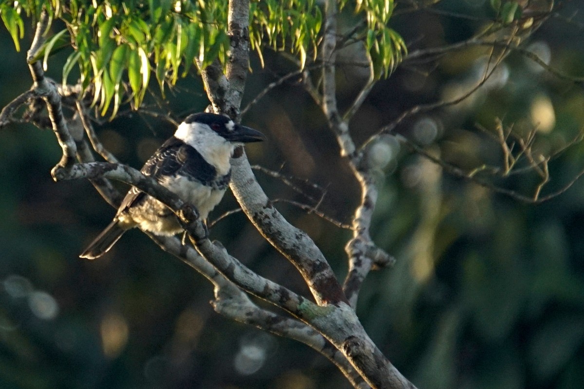 Guianan Puffbird - ML626579546