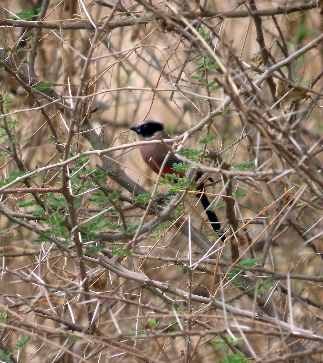 Black-faced Waxbill - ML626579558