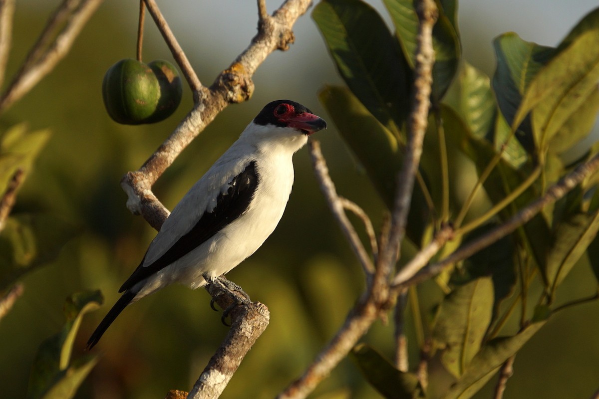 Black-tailed Tityra - ML626579559