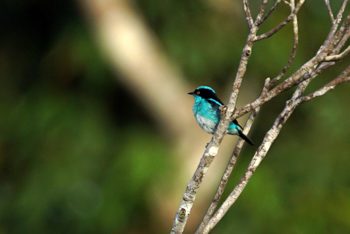 Black-faced Dacnis - ML626579578