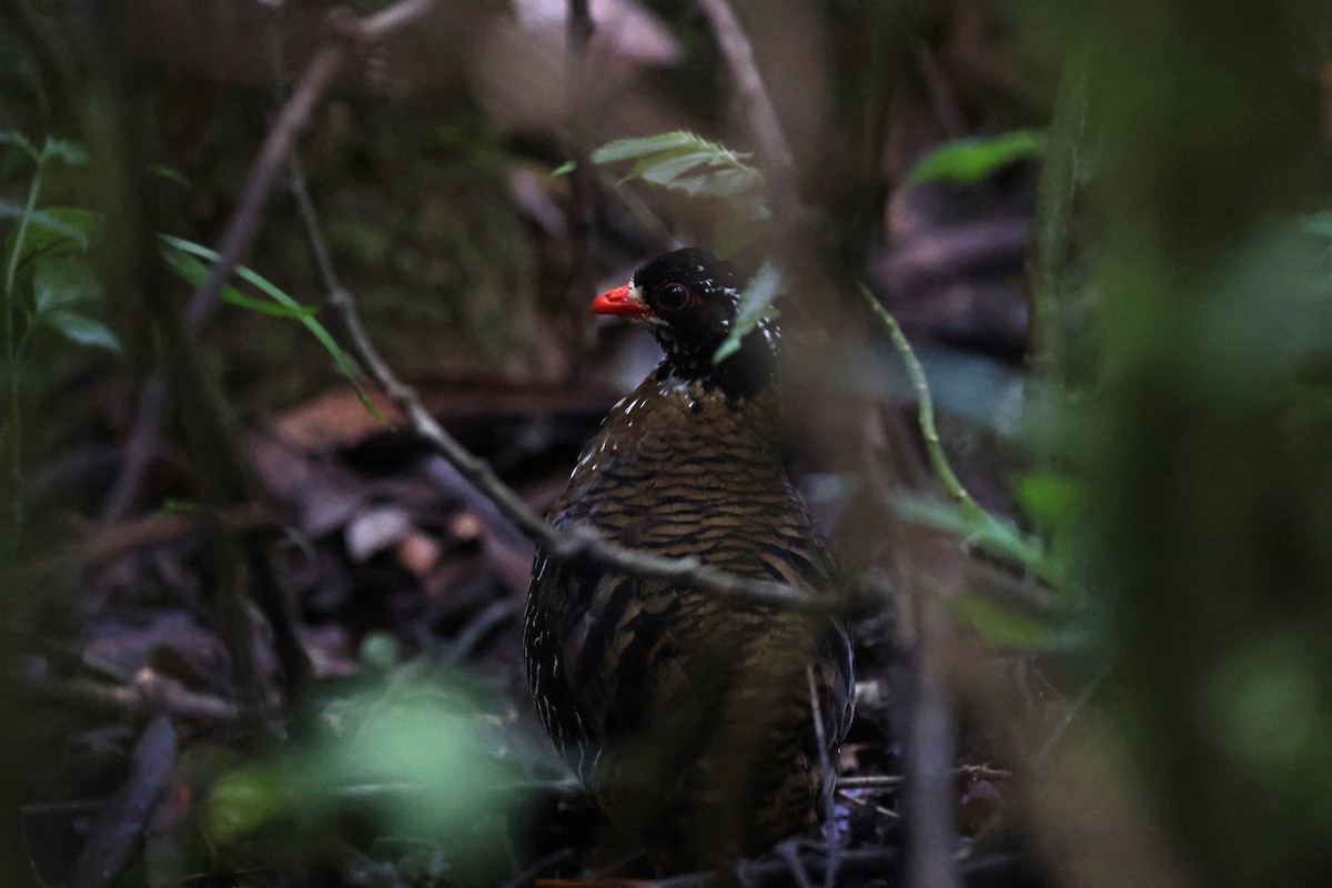 Red-billed Partridge - ML626579585