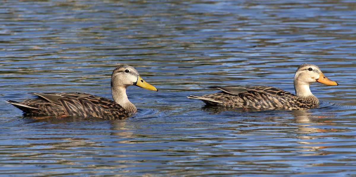 Mottled Duck - ML626579595