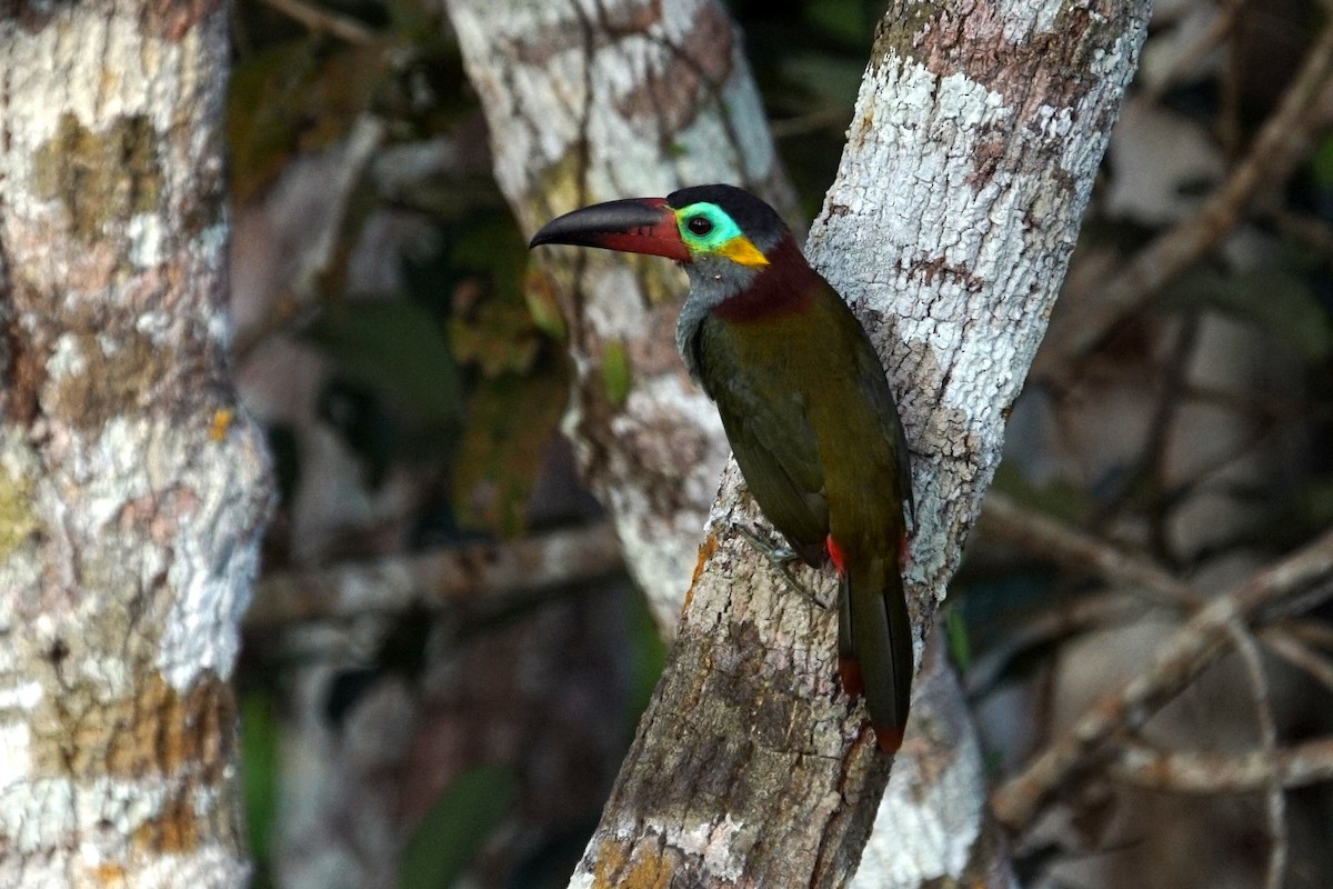 Guianan Toucanet - ML626579597