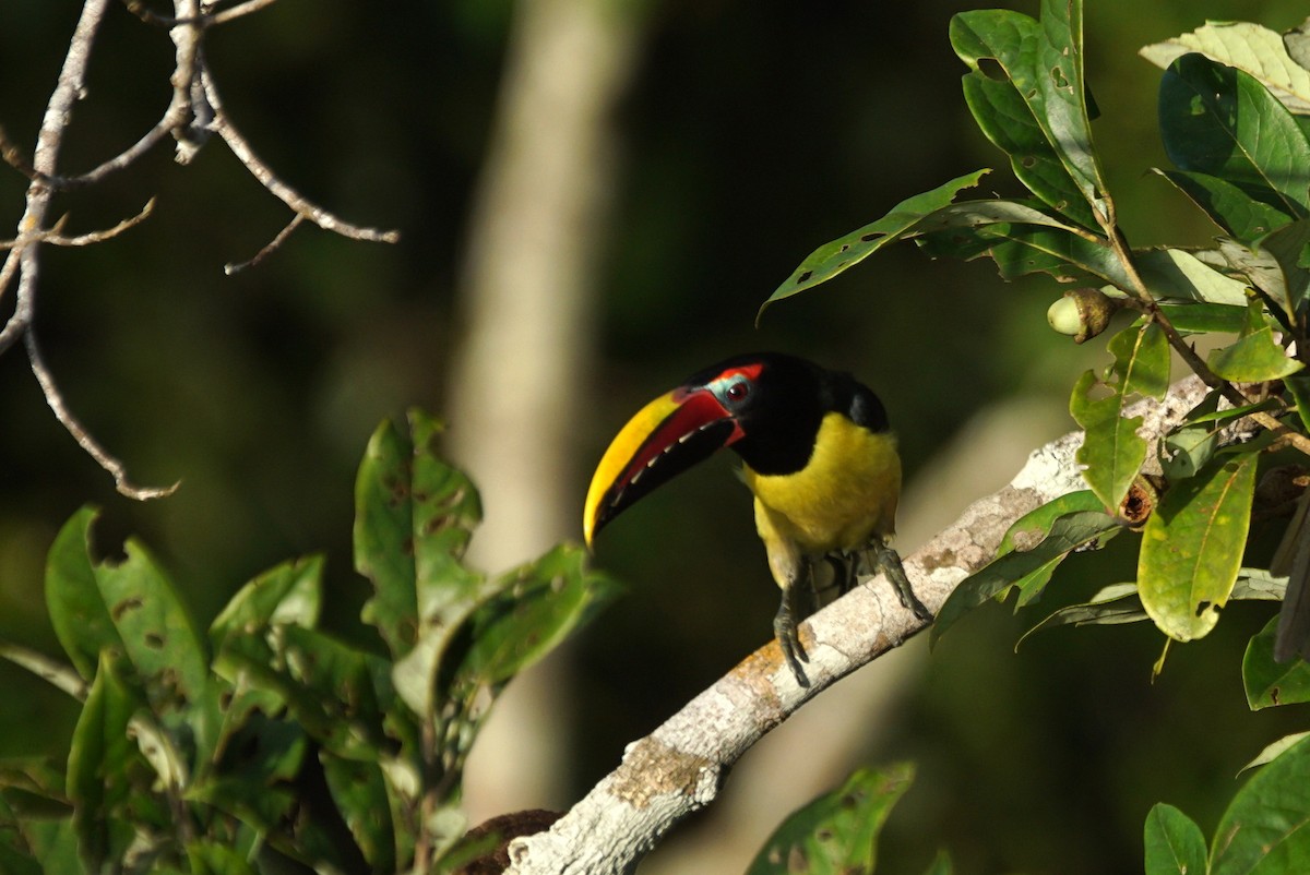 Green Aracari - ML626579601