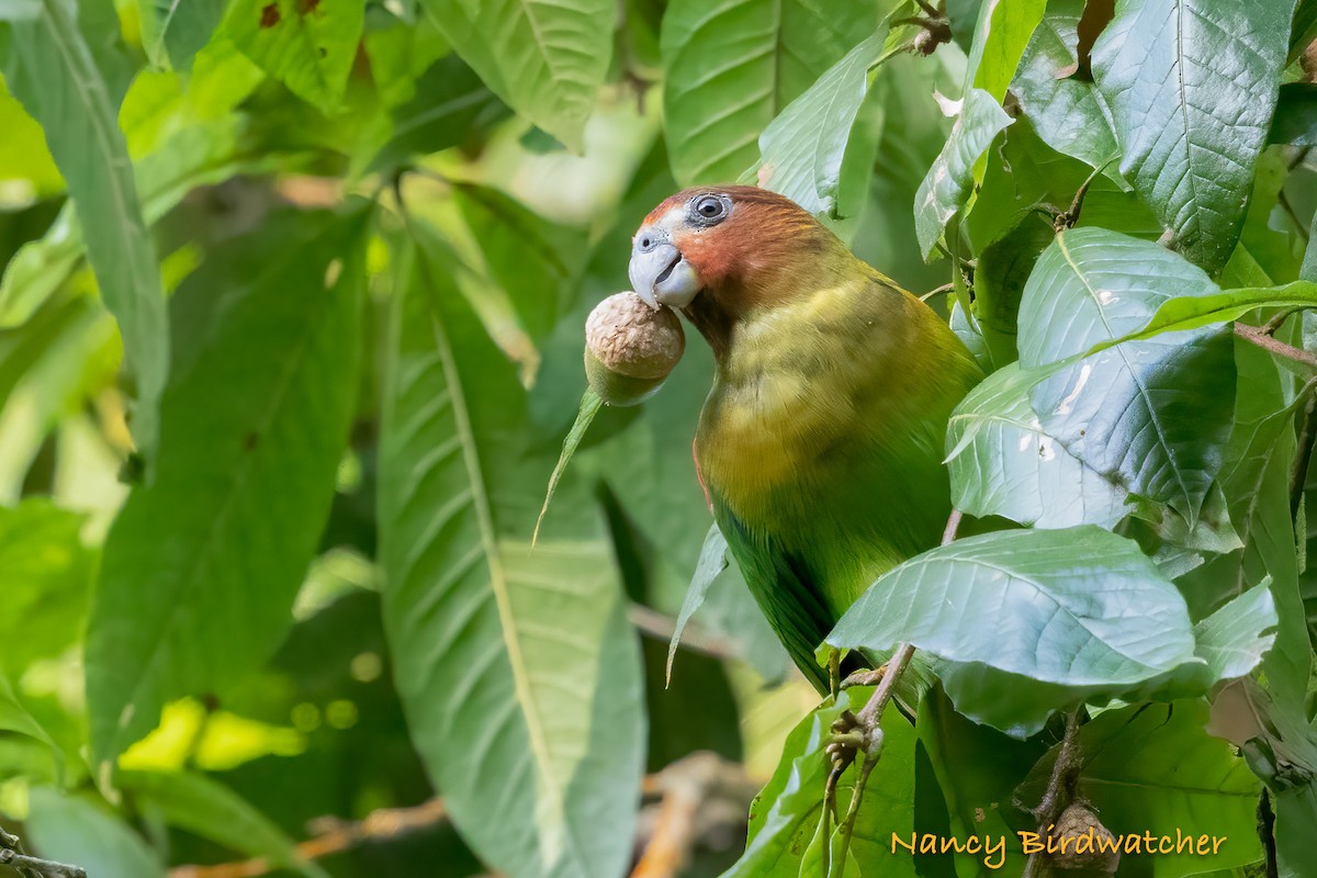 Rusty-faced Parrot - ML626579729