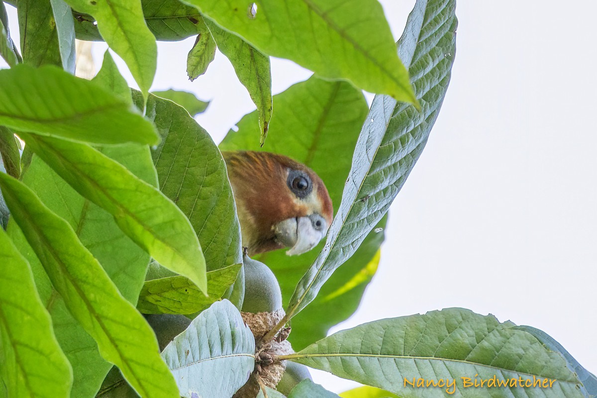 Rusty-faced Parrot - ML626579730