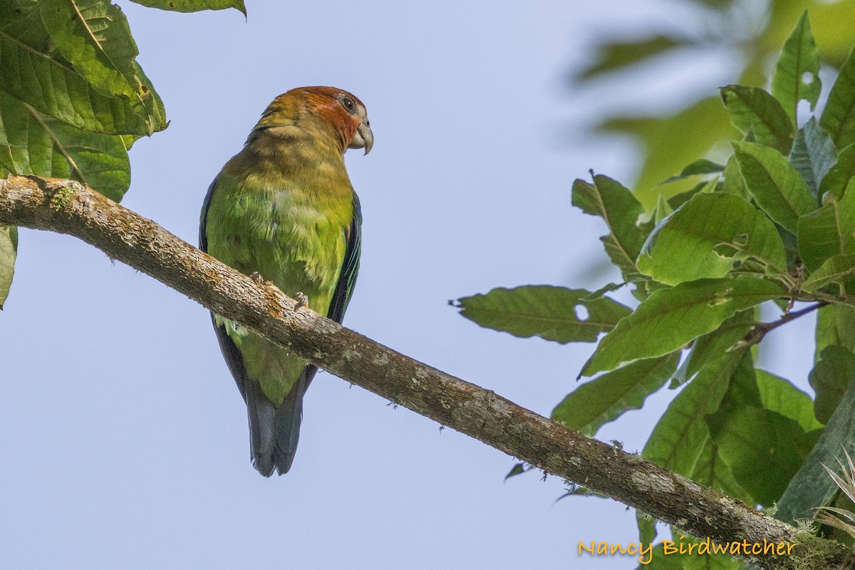 Rusty-faced Parrot - ML626579731