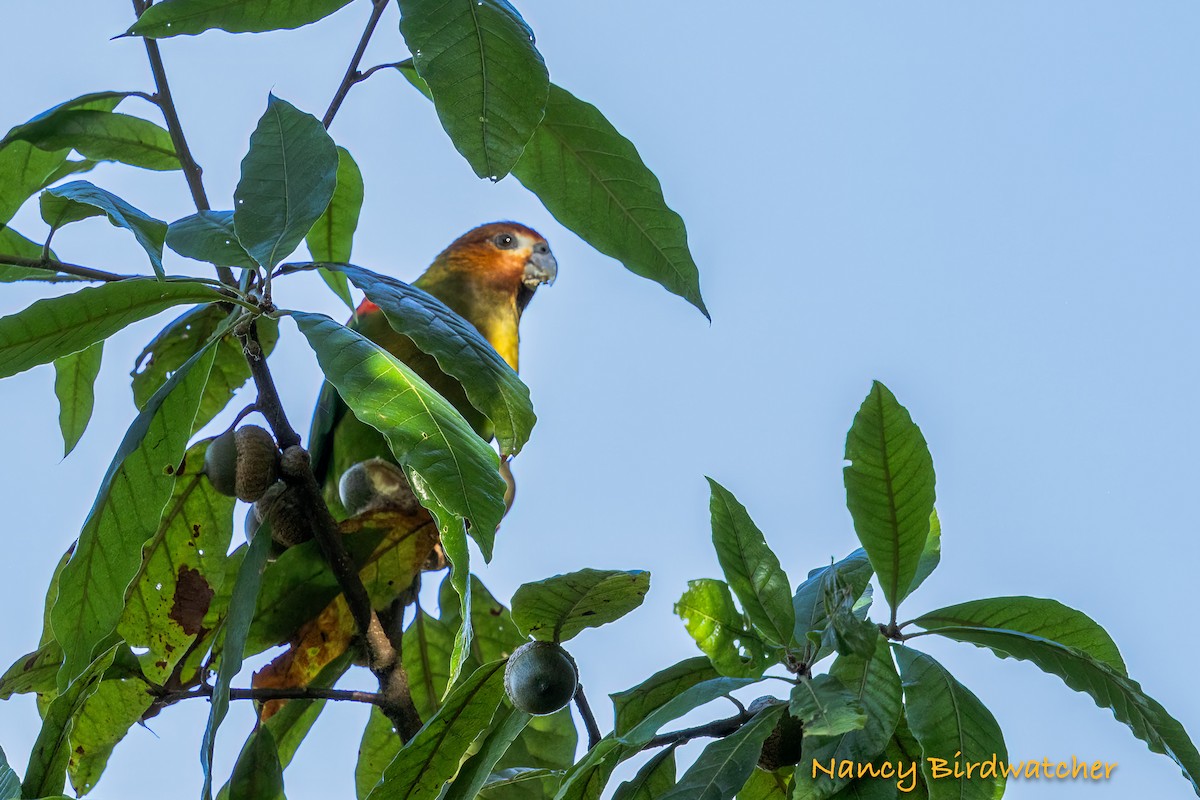 Rusty-faced Parrot - ML626579732