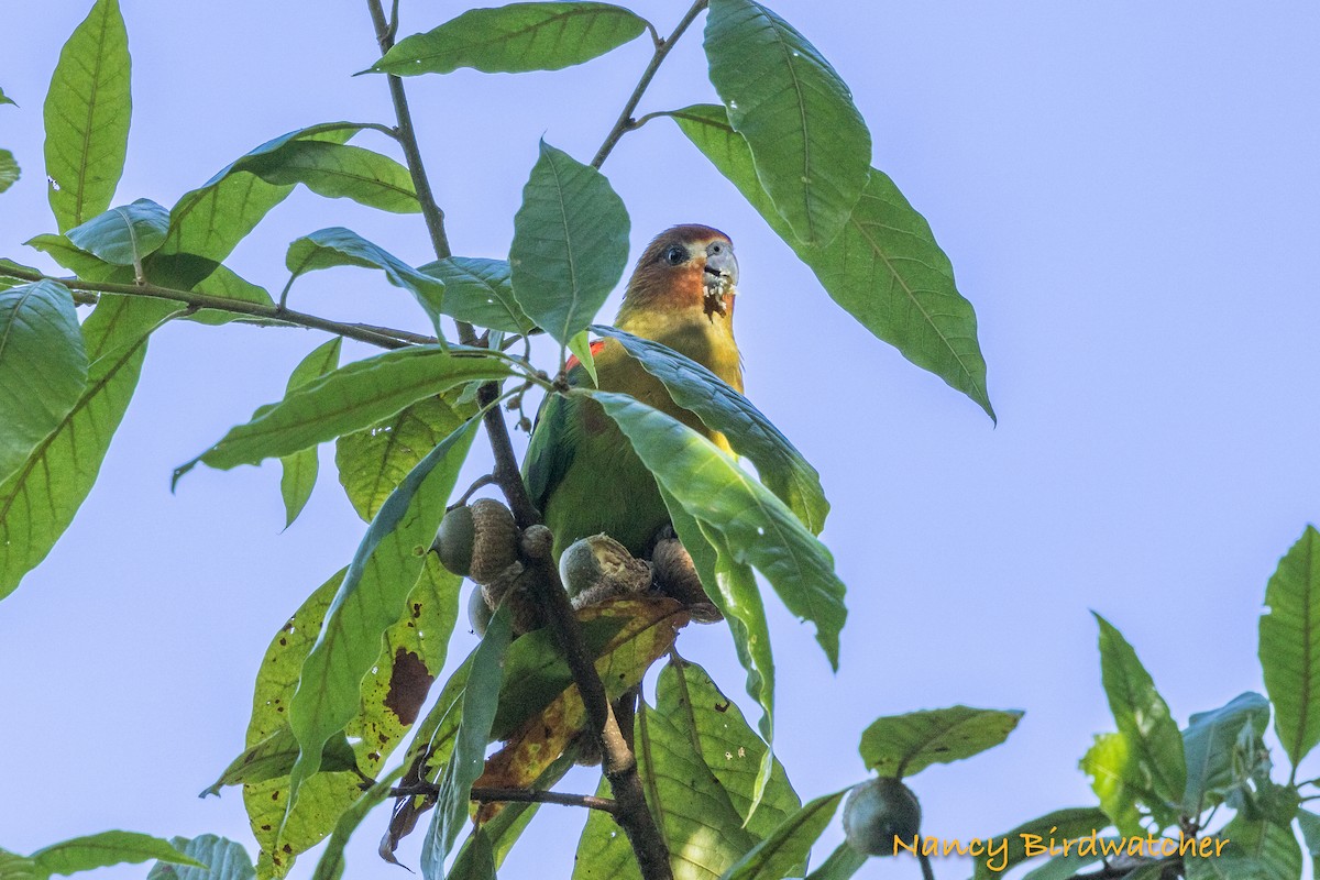 Rusty-faced Parrot - ML626579733