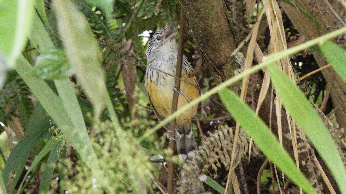 Santa Marta Antbird - ML626579809