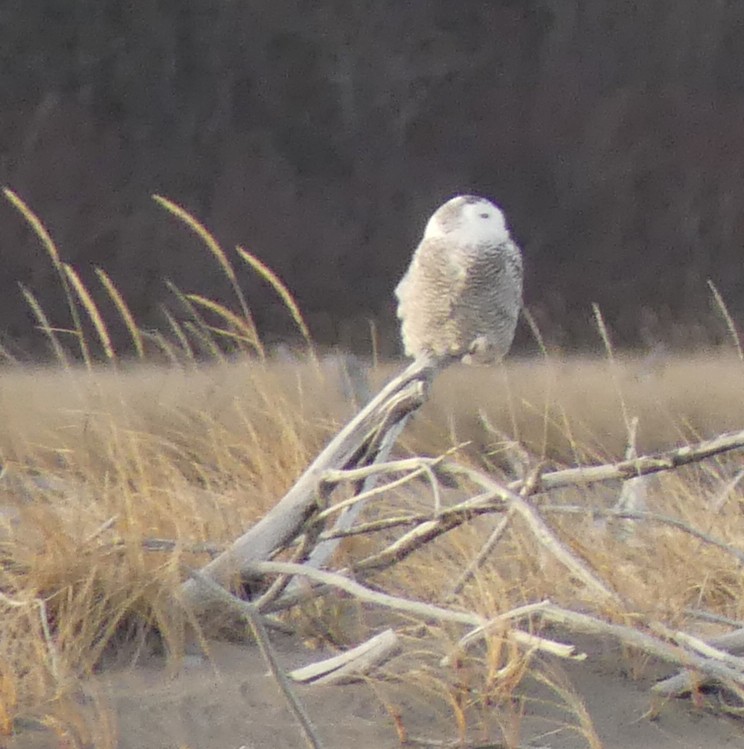 Snowy Owl - ML626579877