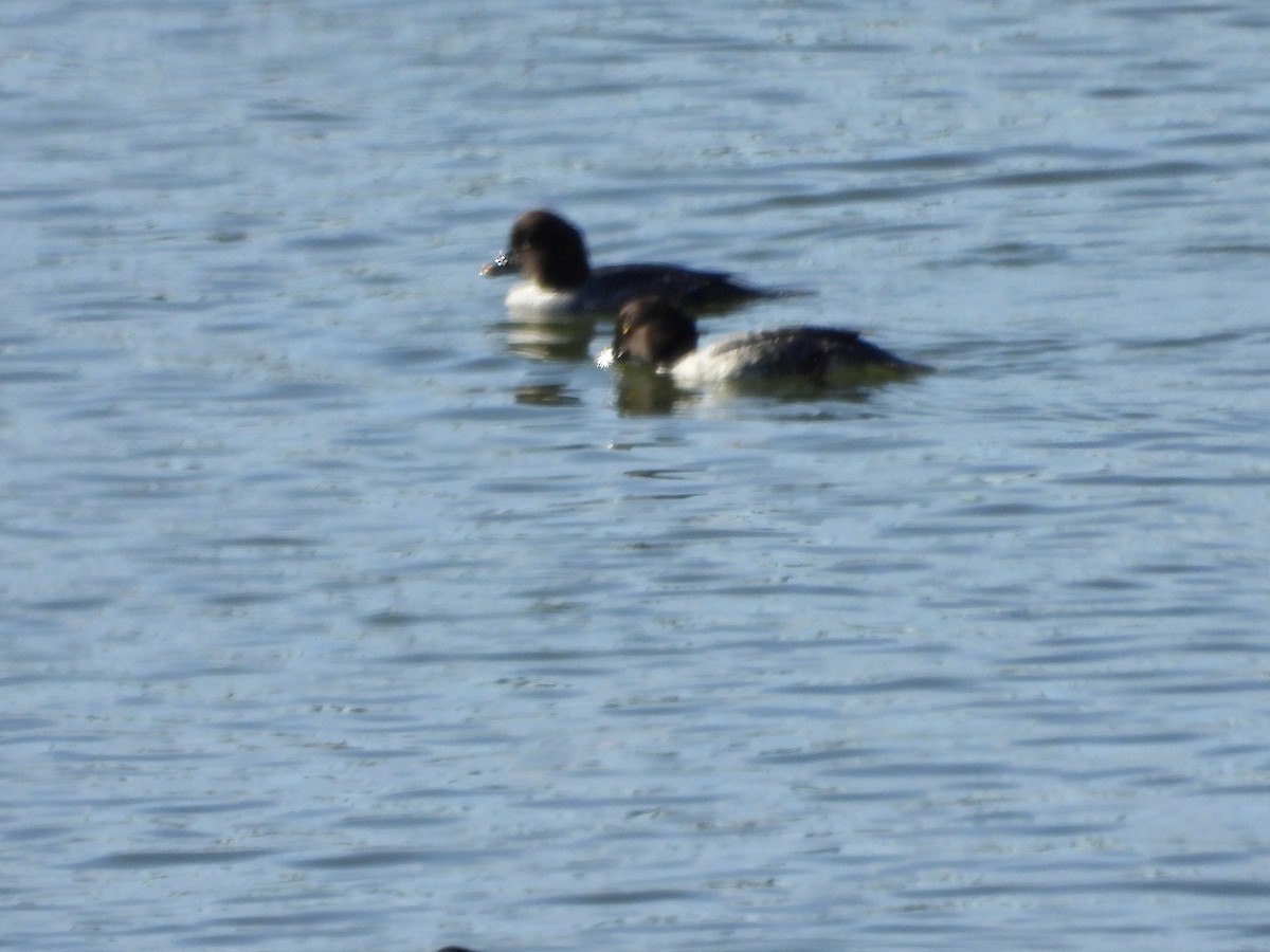 Common Goldeneye - ML626580340