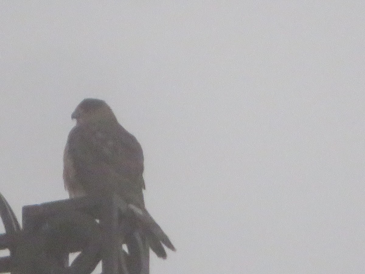 Cooper's Hawk - ML626580498