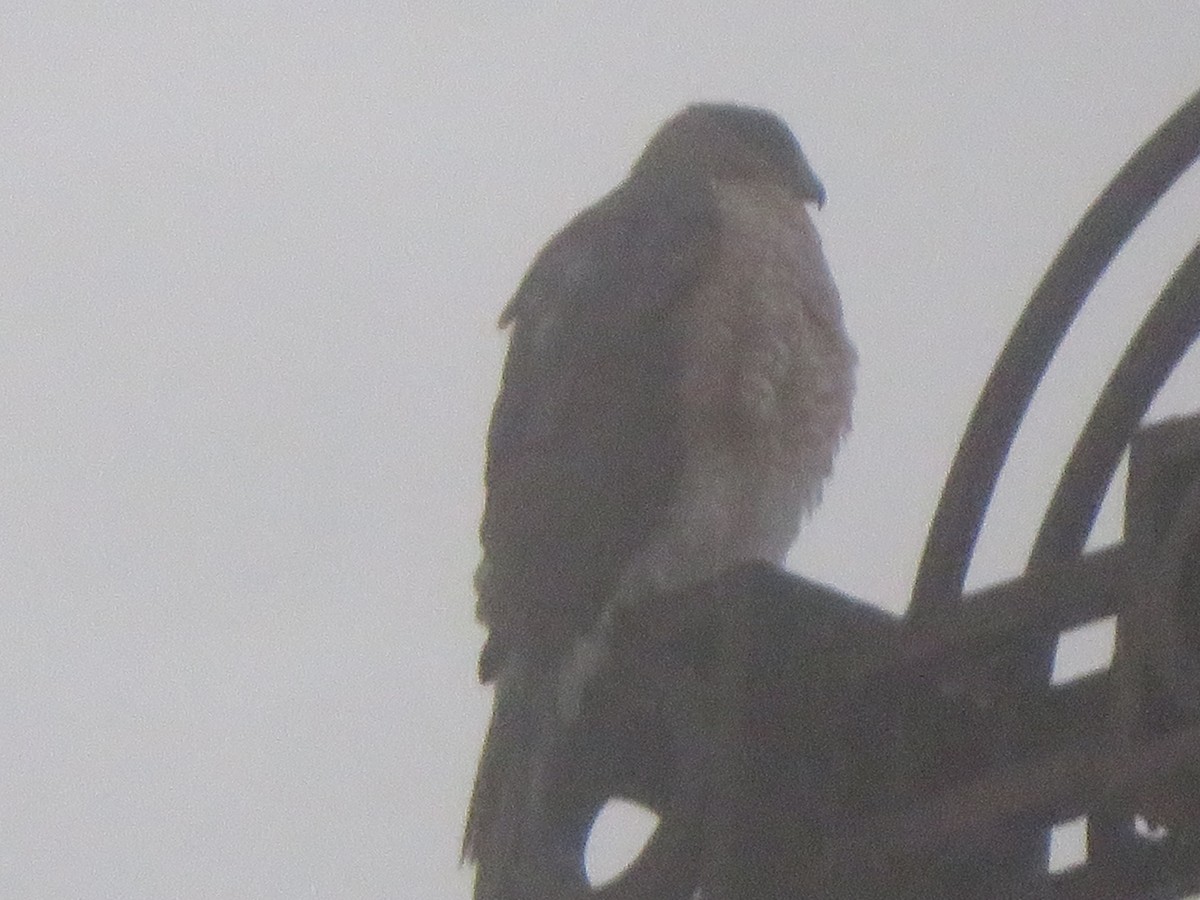 Cooper's Hawk - ML626580499