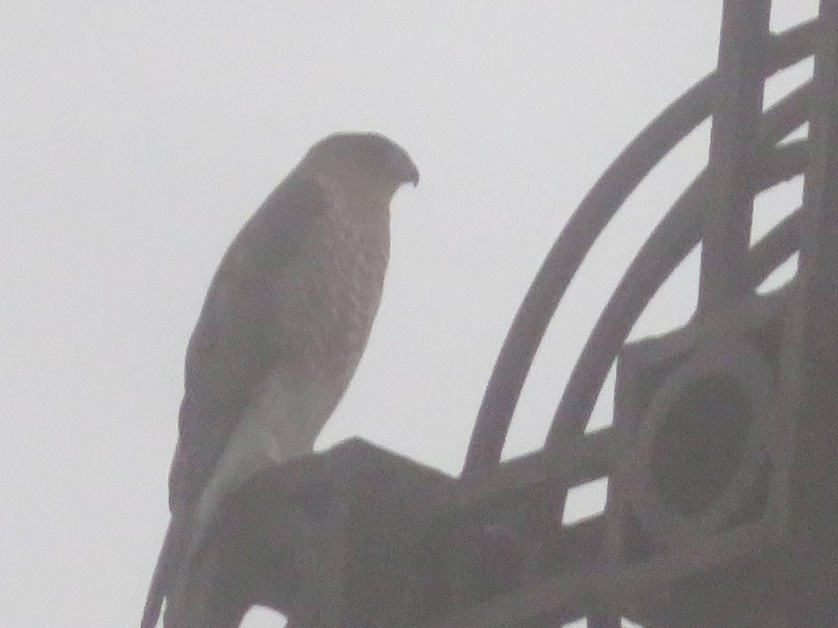 Cooper's Hawk - ML626580500