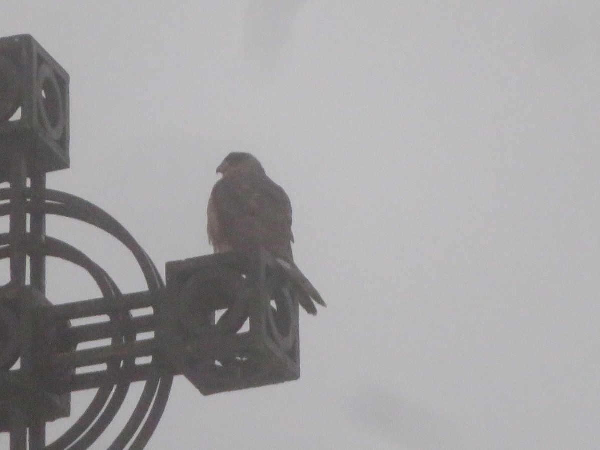 Cooper's Hawk - ML626580501