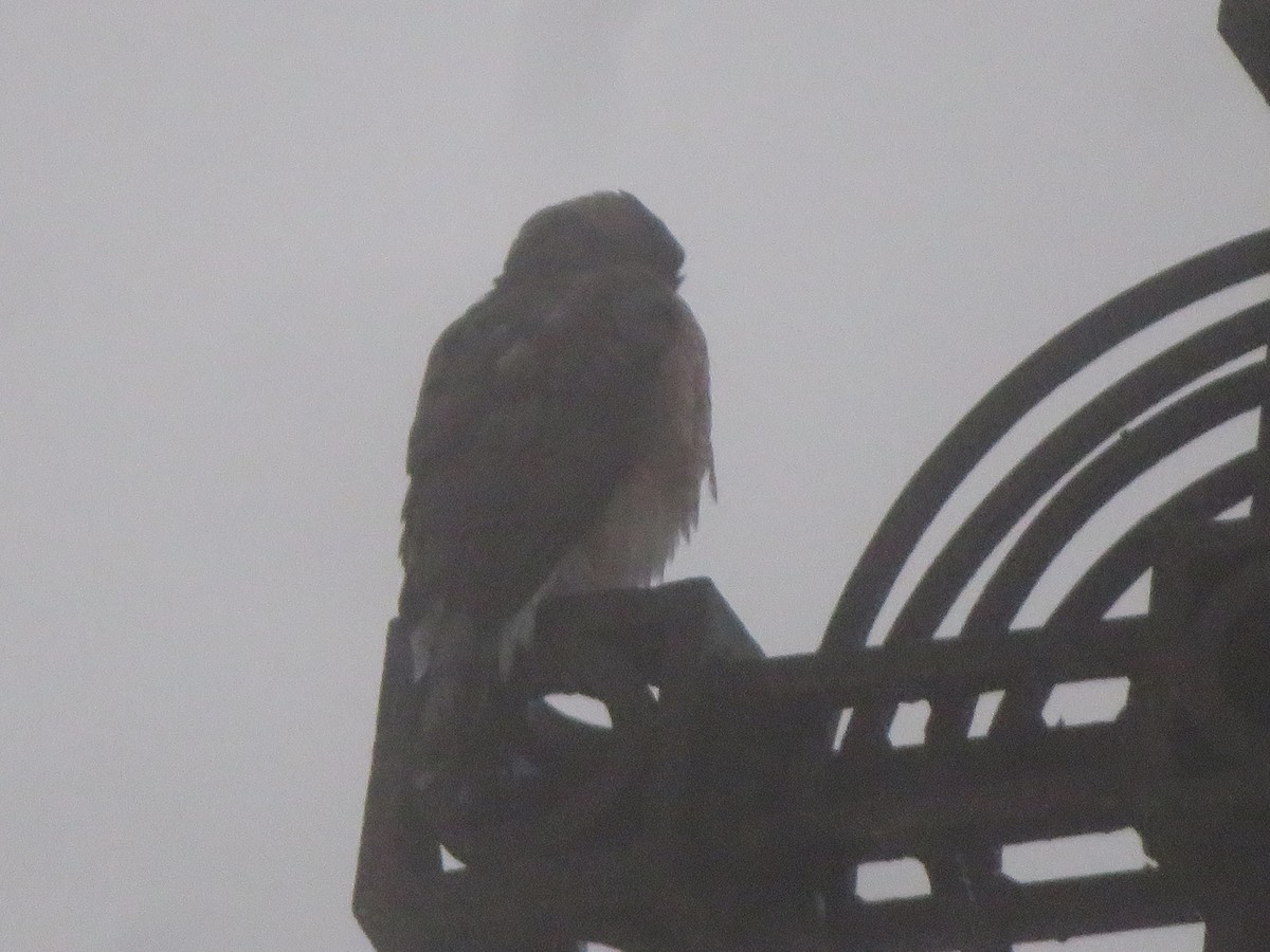 Cooper's Hawk - ML626580502
