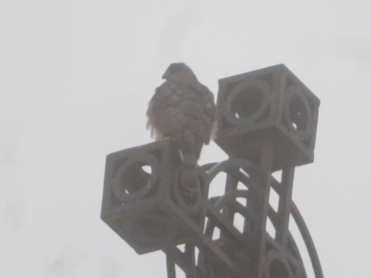 Cooper's Hawk - ML626580504