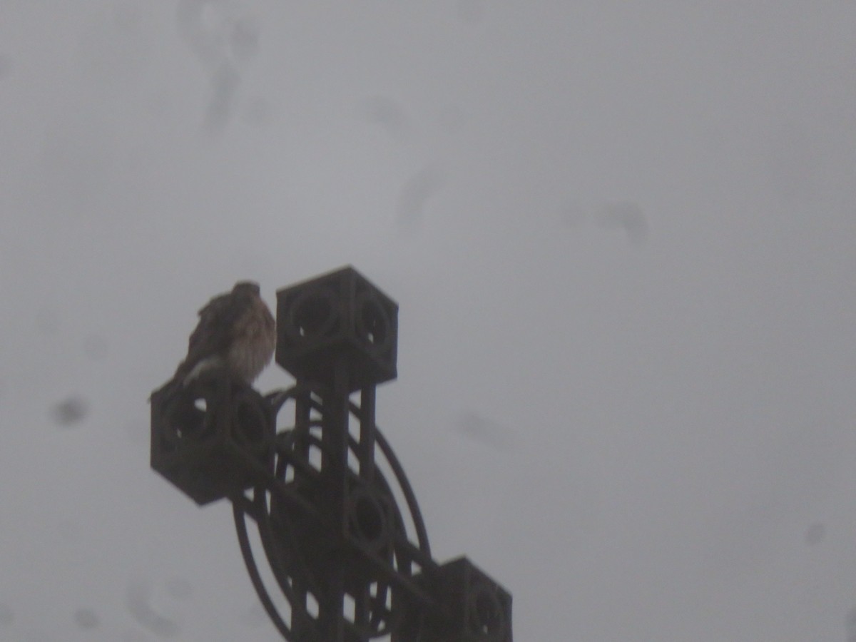 Cooper's Hawk - ML626580505