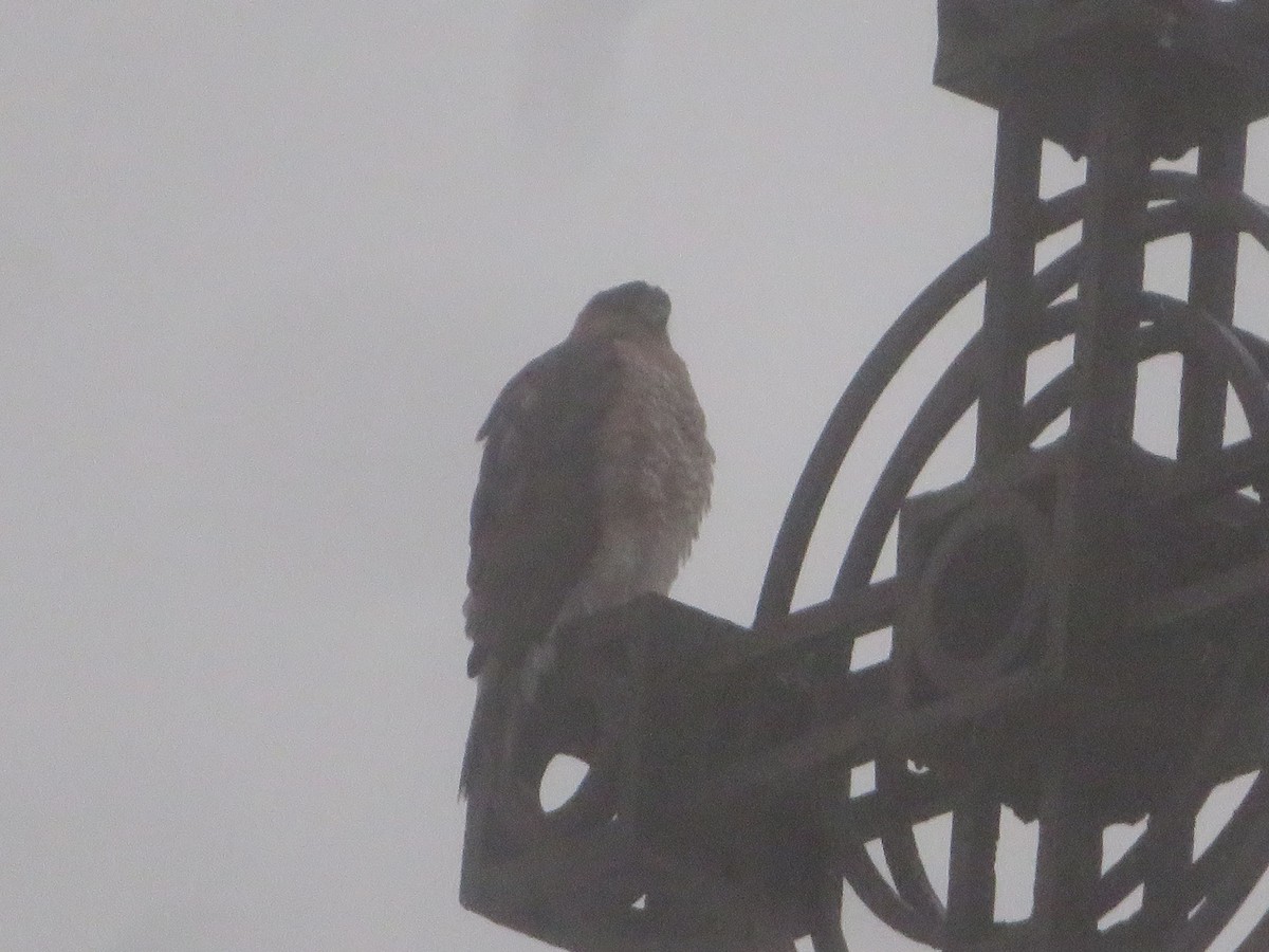 Cooper's Hawk - ML626580506