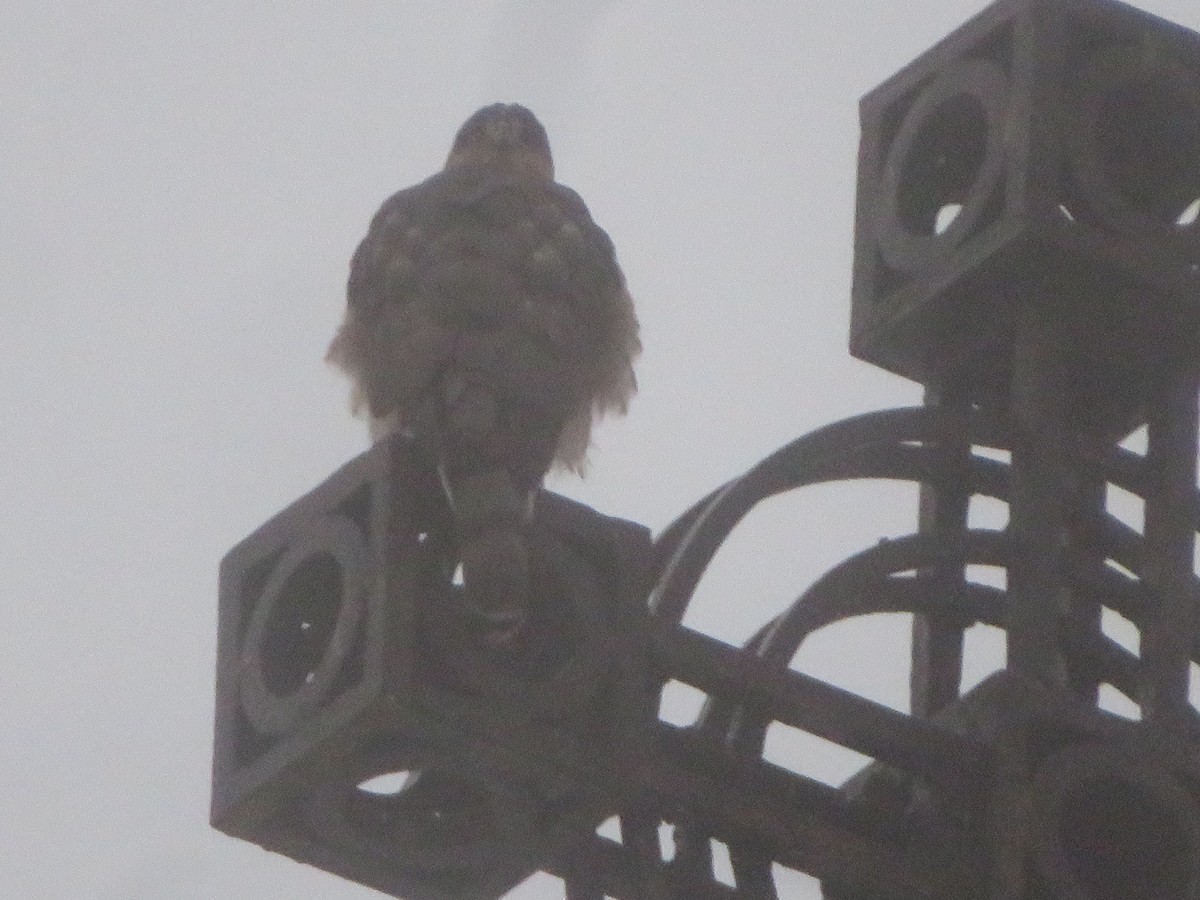 Cooper's Hawk - ML626580509
