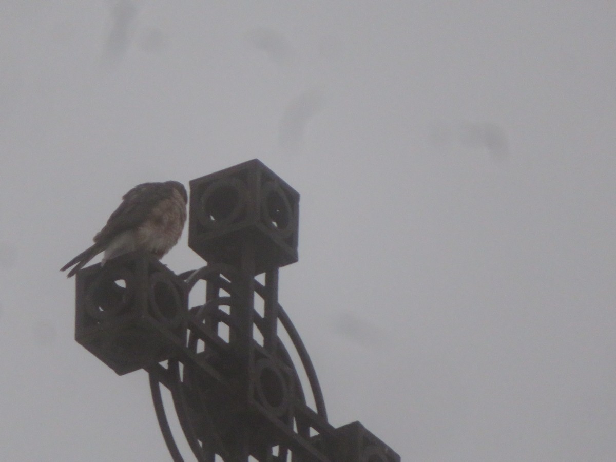 Cooper's Hawk - ML626580510