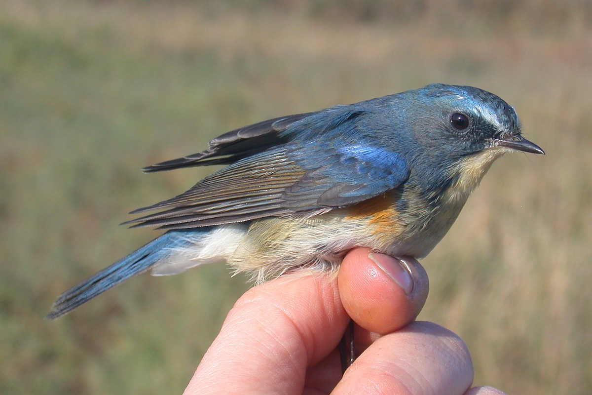 Red-flanked/Qilian Bluetail - ML626580519