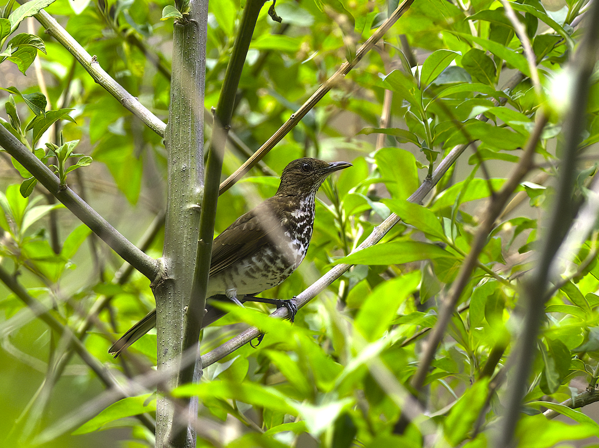 Marañon Thrush - ML626580546