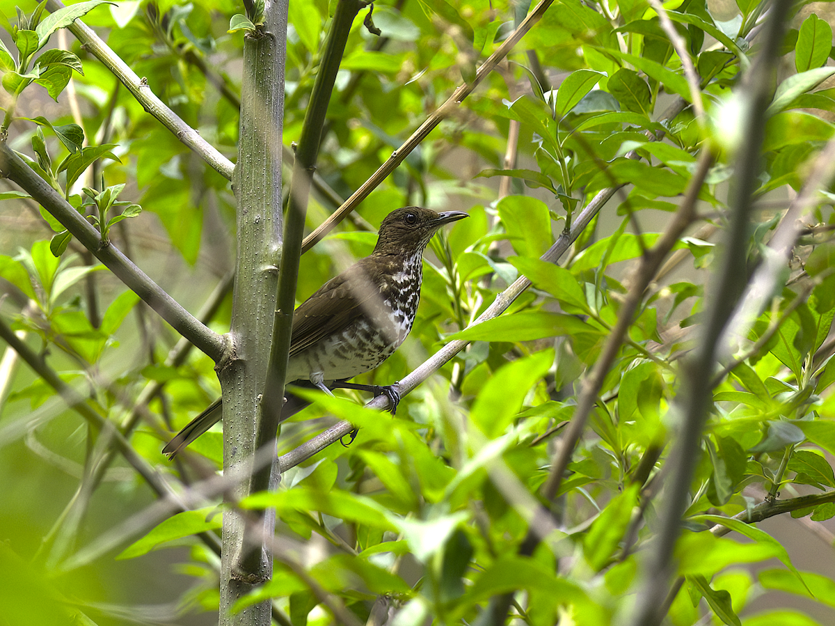 Marañon Thrush - ML626580547