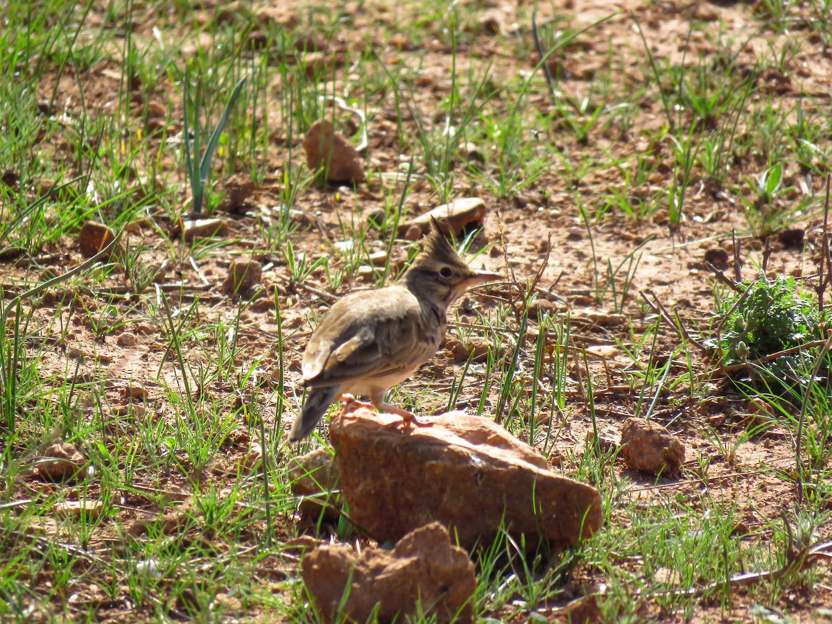 Crested Lark (Maghreb) - ML626580562