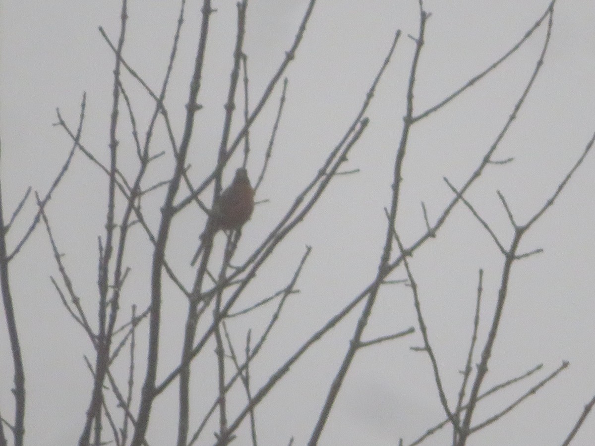 American Robin - ML626580596