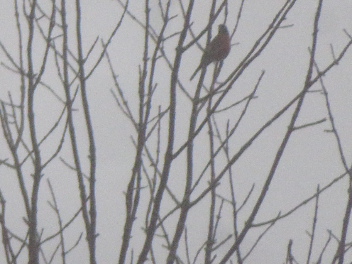 American Robin - ML626580597