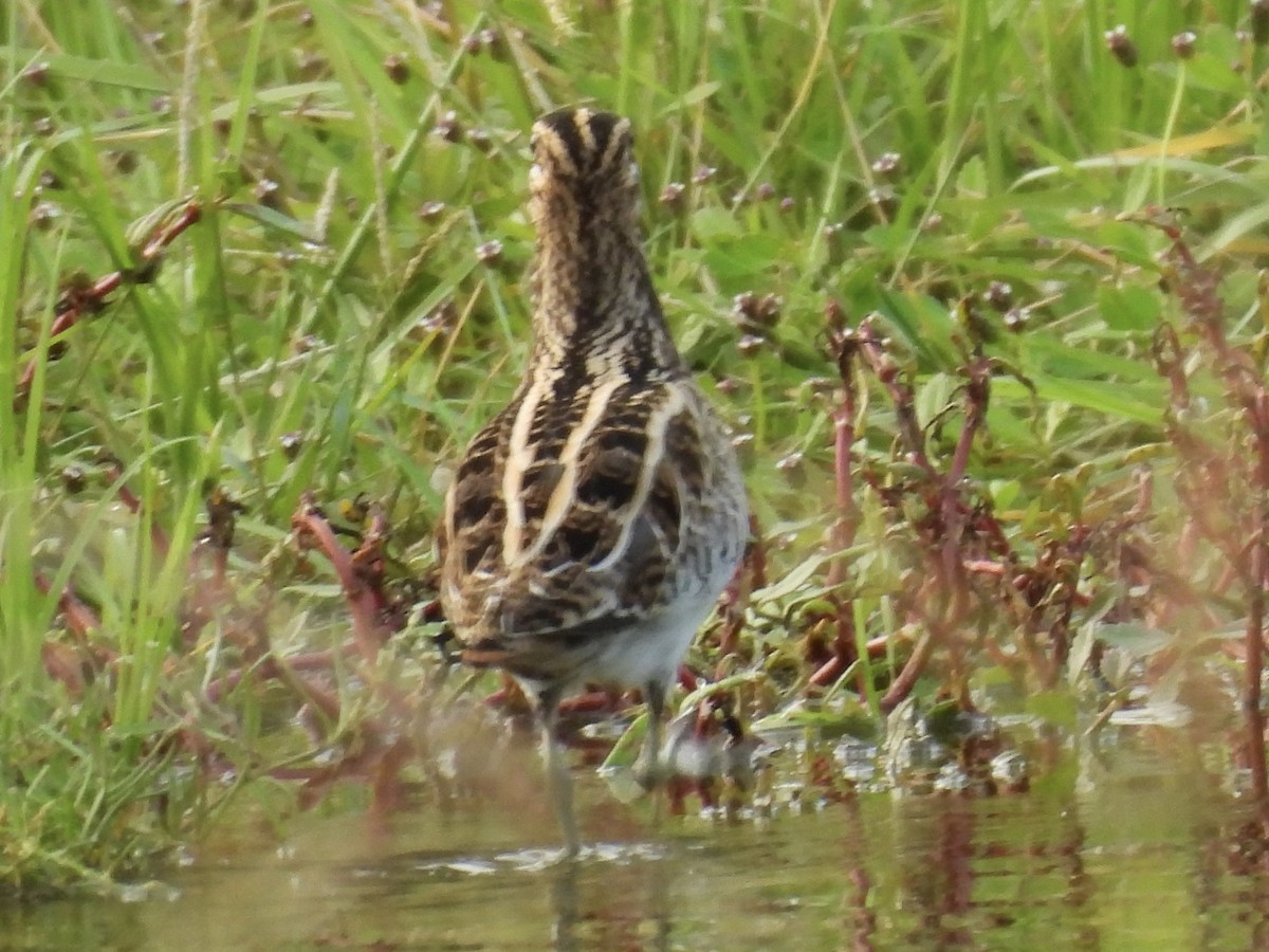 Common/Wilson's Snipe - ML626580869
