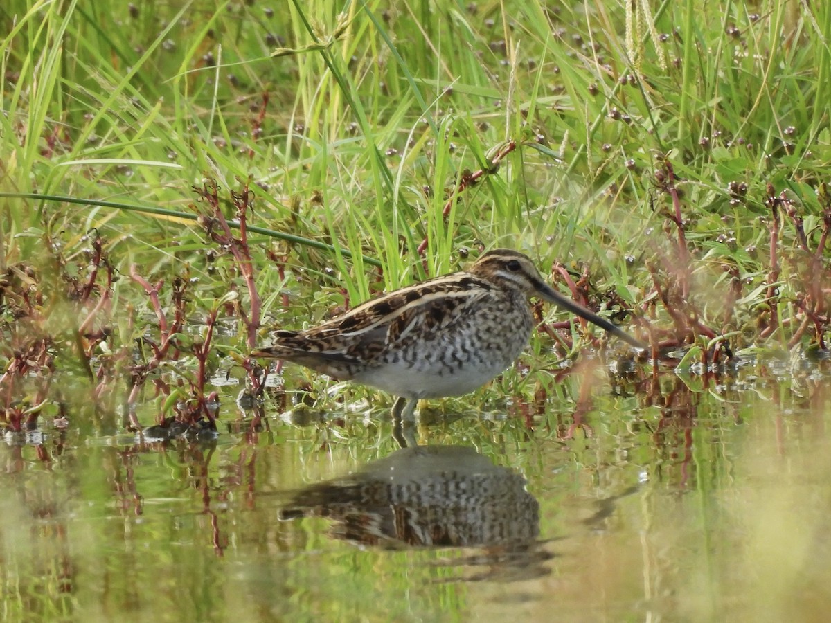 Common/Wilson's Snipe - ML626580888