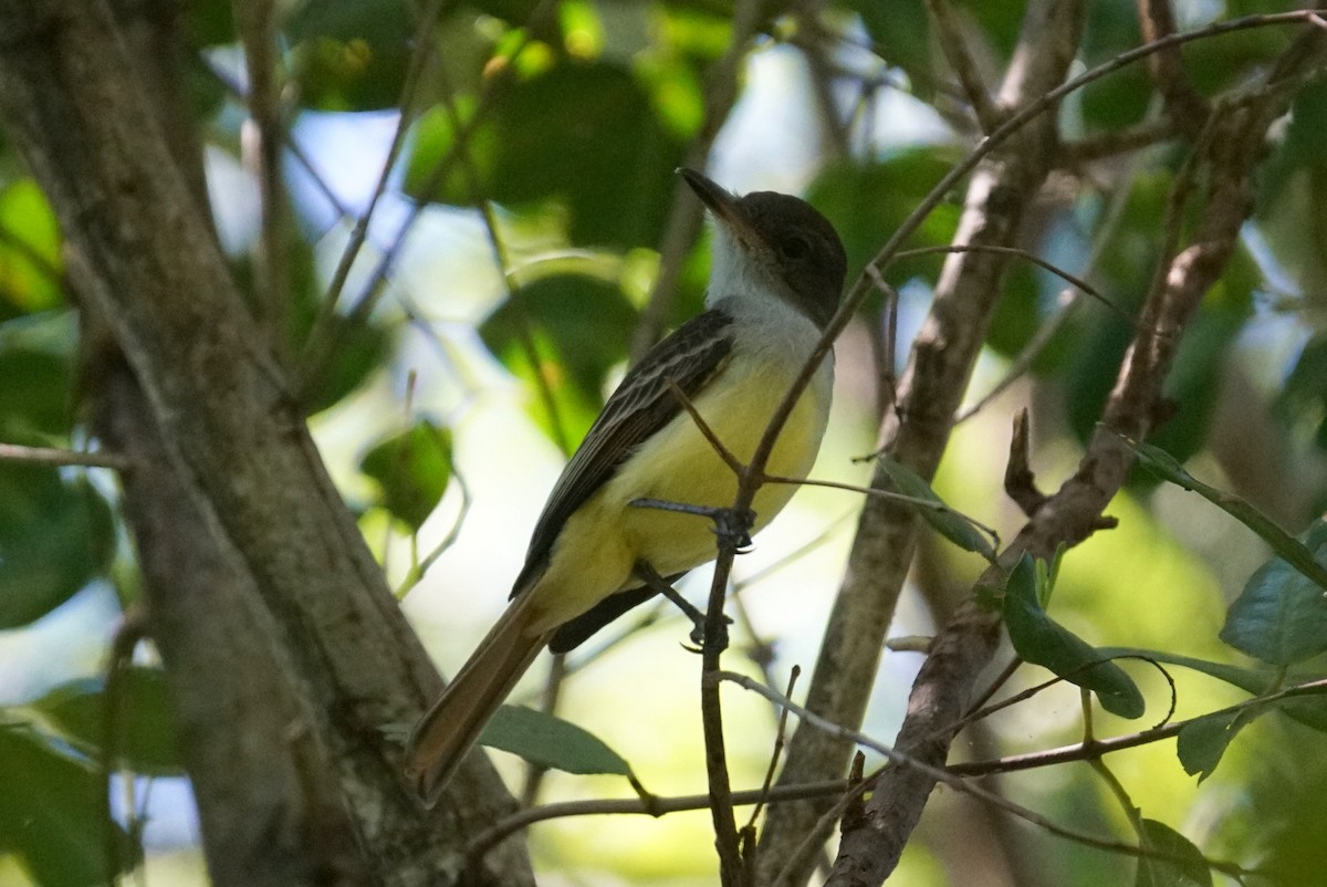 Grenada Flycatcher - ML626581095