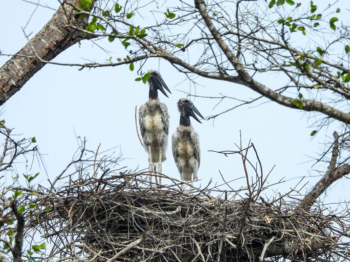 Jabiru - ML626581185